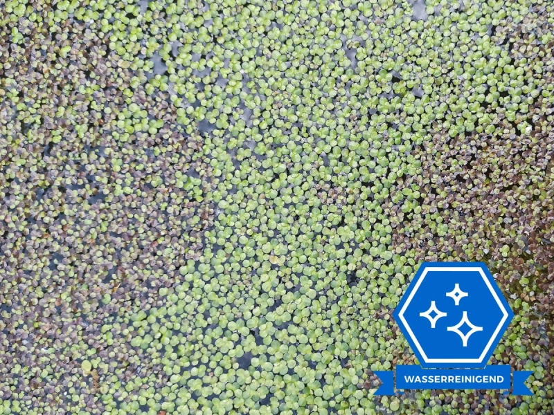 Wasserlinsen Mix - mittlere Portion - ca. 4000 Einzelpflanzen